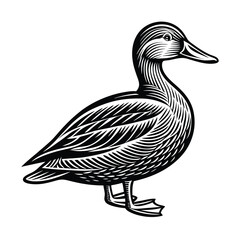 Duck vector isolated on a white background