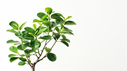 Obraz premium Green Plant Branch on White Background