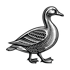 Duck vector isolated on a white background