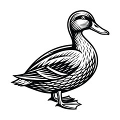 Duck vector isolated on a white background