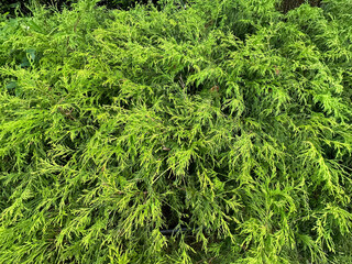 緑色の植え込み、ニオイヒバ