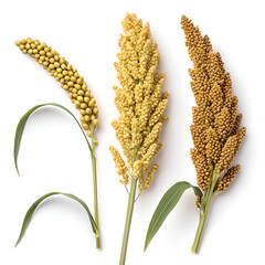 Close-up of ears of sorghum on a white background showcasing fresh, natural grains and plants