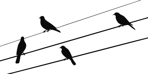 birds on a wire
