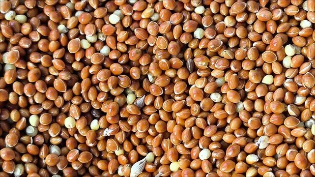 Red millet in close-up. Fresh, pure grain for animal feeding. Millet production. Food. Increase in grain prices.