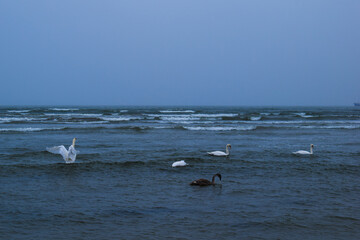 Swans on a Wavy Sea