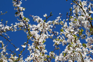 White Blossoms Against a Blue Sky