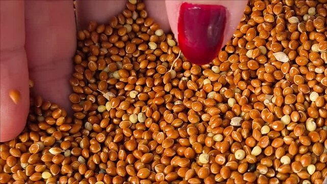 A woman's hand takes red millet from a bag. Food. Harvesting of grain. Pet food. Harvesting of grain. Increase in grain prices. 
