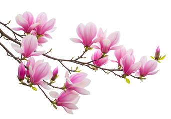 Obraz premium Pink Magnolia Blossom Branch Spring Flowers isolated on transparent background