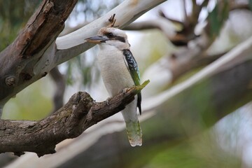 Kookaburra