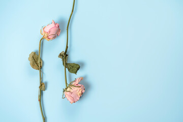 Dried roses on blue background. The texture of time and the beauty in imperfection.