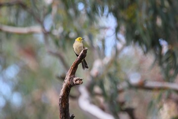 White plumed honeyeater