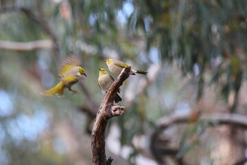 3 is a crowd - Honey eaters at Toolern creek Melton