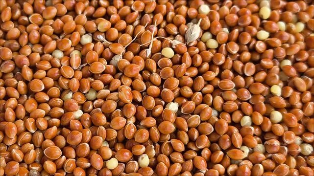 Red millet in close-up. Fresh, pure grain for animal feeding. Millet production. Food. Increase in grain prices.