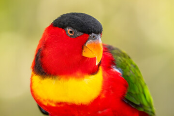 Yellow-bibbed Lory - Lorius chlorocercus, portrait of beautiful colored parrot endemic to forests and woodlands of Solomon Islands.
