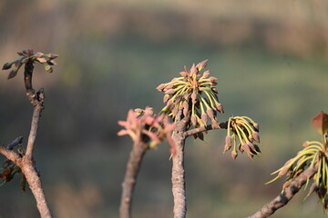 Madhuca longifolia flower in the tree. Its known as Mahua. This is edible. Its common names madhuka, mahura, madkam, mahu Butter Tree, mahura, mahwa, mohulo, Iluppai, Mee and Ippa chettu.
