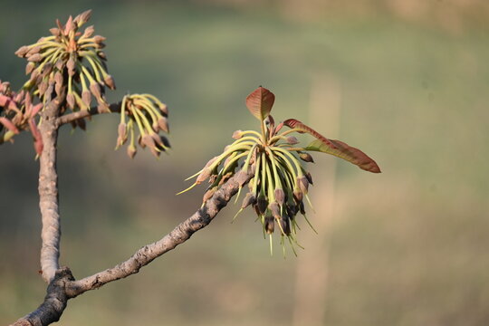 Madhuca longifolia flower in the tree. Its known as Mahua. This is edible. Its common names madhuka,&nbsp;mahura,&nbsp;madkam,&nbsp;mahu Butter Tree,&nbsp;mahura,&nbsp;mahwa,&nbsp;mohulo,&nbsp;Iluppai,&nbsp;Mee and&nbsp;Ippa chettu.

