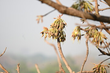 Madhuca longifolia flower in the tree. Its known as Mahua. This is edible. Its common names madhuka, mahura, madkam, mahu Butter Tree, mahura, mahwa, mohulo, Iluppai, Mee and Ippa chettu.
