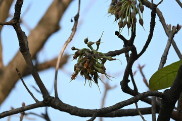 Madhuca longifolia flower in the tree. Its known as Mahua. This is edible. Its common names madhuka, mahura, madkam, mahu Butter Tree, mahura, mahwa, mohulo, Iluppai, Mee and Ippa chettu.
