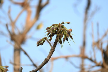Madhuca longifolia flower in the tree. Its known as Mahua. This is edible. Its common names madhuka, mahura, madkam, mahu Butter Tree, mahura, mahwa, mohulo, Iluppai, Mee and Ippa chettu.
