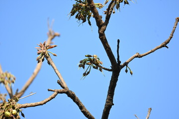Madhuca longifolia flower in the tree. Its known as Mahua. This is edible. Its common names madhuka, mahura, madkam, mahu Butter Tree, mahura, mahwa, mohulo, Iluppai, Mee and Ippa chettu.
