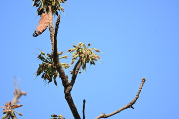 Madhuca longifolia flower in the tree. Its known as Mahua. This is edible. Its common names madhuka, mahura, madkam, mahu Butter Tree, mahura, mahwa, mohulo, Iluppai, Mee and Ippa chettu.
