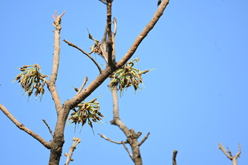 Madhuca longifolia flower in the tree. Its known as Mahua. This is edible. Its common names madhuka, mahura, madkam, mahu Butter Tree, mahura, mahwa, mohulo, Iluppai, Mee and Ippa chettu.
