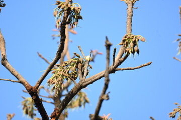 Madhuca longifolia flower in the tree. Its known as Mahua. This is edible. Its common names madhuka, mahura, madkam, mahu Butter Tree, mahura, mahwa, mohulo, Iluppai, Mee and Ippa chettu.

