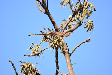 Madhuca longifolia flower in the tree. Its known as Mahua. This is edible. Its common names madhuka, mahura, madkam, mahu Butter Tree, mahura, mahwa, mohulo, Iluppai, Mee and Ippa chettu.
