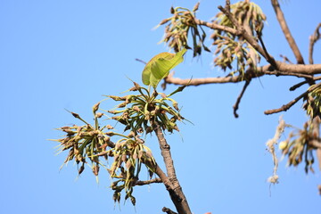 Madhuca longifolia flower in the tree. Its known as Mahua. This is edible. Its common names madhuka, mahura, madkam, mahu Butter Tree, mahura, mahwa, mohulo, Iluppai, Mee and Ippa chettu.

