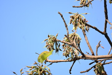 Madhuca longifolia flower in the tree. Its known as Mahua. This is edible. Its common names madhuka, mahura, madkam, mahu Butter Tree, mahura, mahwa, mohulo, Iluppai, Mee and Ippa chettu.
