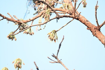 Madhuca longifolia flower in the tree. Its known as Mahua. This is edible. Its common names madhuka, mahura, madkam, mahu Butter Tree, mahura, mahwa, mohulo, Iluppai, Mee and Ippa chettu.
