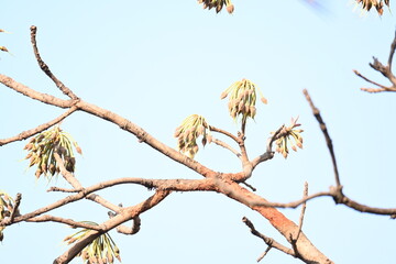 Madhuca longifolia flower in the tree. Its known as Mahua. This is edible. Its common names madhuka, mahura, madkam, mahu Butter Tree, mahura, mahwa, mohulo, Iluppai, Mee and Ippa chettu.
