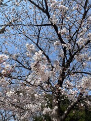 almond tree blossom