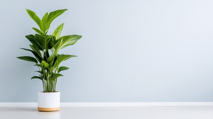 A potted green plant sitting on a white surface against a pastel blue wall, minimalist interior design with natural elements, and serene and calming atmosphere.