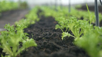 Slider of Childrens edible growth vegetable garden, vitamins healthy biological homegrown spring organic