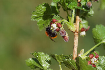 Female Tawny Mining Bee (Andrena fulva), family Andrenidae on flower of a jostaberry (Ribes × nidigrolaria), a complex-cross fruit bush. Spring, April, Netherlands.