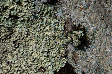 lichen séché sur un tronc