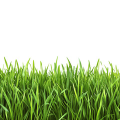 Fototapeta premium grass field isolated, png transparent background