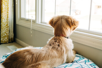 Curious golden retriever puppy gazes out the window