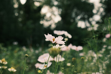 light pink cosmo in flower field
