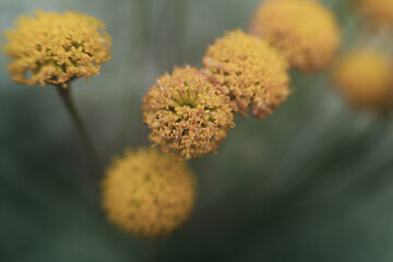 Close-up of  yellow cotton laveneder