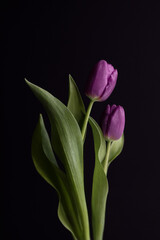 Close-up of pink garden tulip