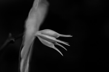 Obraz premium Close-up of flower in black and white