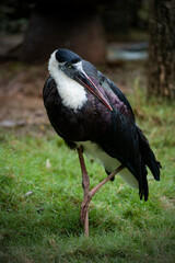 Portrait of the Asian woolly-necked stork
