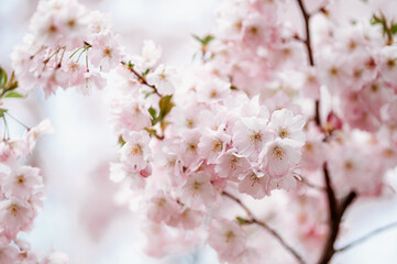 Spring cherry tree blossoms 5