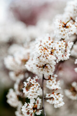 Spring cherry tree blossoms 4