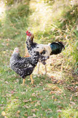 Hen and rooster walking on grass among dry autumn leaves
