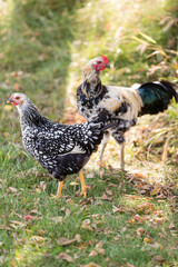 Speckled hen and rooster standing on grass among fallen leaves.