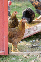 Brown chicken stepping out of a red coop onto grassy ground