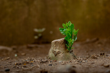closeup of new sprout on tree stump of calamansi plant